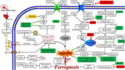 Ferroptosis in Neurological Diseases